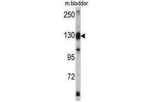 Western blot analysis of XPO1 antibody (C-term) in mouse bladder tissue lysates (35ug/lane). (XPO1 抗体  (C-Term))