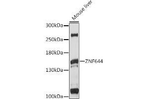 Western blot analysis of extracts of mouse liver, using ZNF644 antibody (ABIN7271515) at 1:1000 dilution. (ZNF644 抗体  (AA 1-300))