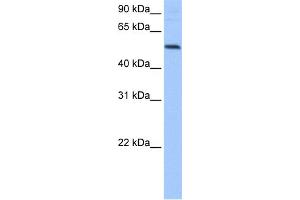 WB Suggested Anti-GRSF1 Antibody Titration:  0. (GRSF1 抗体  (Middle Region))