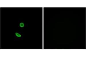 Immunofluorescence analysis of A549 cells, using OR8H2 Antibody. (OR8H2 抗体  (AA 87-136))