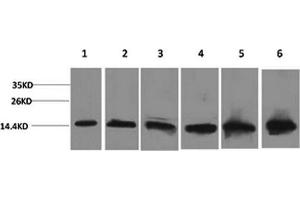 Western Blotting (WB) image for anti-Cytochrome C, Somatic (CYCS) antibody (ABIN5958321) (Cytochrome C 抗体)