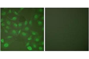 Immunofluorescence (IF) image for anti-CCAAT/enhancer Binding Protein (C/EBP), beta (CEBPB) (AA 201-250), (pThr235) antibody (ABIN1531213)