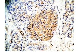 Human pancreas tissue was stained by Rabbit Anti-Augurin Prepro (133-148) (Human) Antiserum (C2orf40 抗体  (Preproprotein))