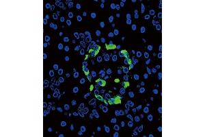 Confocal immunofluorescent analysis of Glucagon Antibody (C-term) (ABIN390769 and ABIN2841027) with pancreas tissue followed by Alexa Fluor? (Glucagon 抗体  (C-Term))