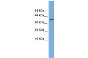 Image no. 1 for anti-SEC23 Interacting Protein (SEC23IP) (AA 35-84) antibody (ABIN6745609) (SEC23IP 抗体  (AA 35-84))