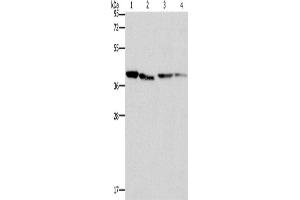 Western Blotting (WB) image for anti-Branched Chain Amino-Acid Transaminase 2, Mitochondrial (BCAT2) antibody (ABIN2422985) (BCAT2 抗体)