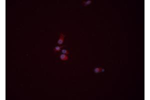 ABIN6276383 staining HEPG2 cells by ICC/IF. (WNT3A 抗体  (Internal Region))