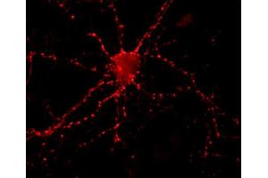 anti-Synaptotagmin 1/2 (SYT1/2) (AA 120-131) antibody