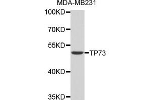 Western blot analysis of extracts of MDA-MB231 cells, using TP73 antibody (ABIN3046814). (Tumor Protein p73 抗体)