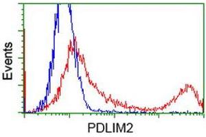 HEK293T cells transfected with either RC210022 overexpress plasmid (Red) or empty vector control plasmid (Blue) were immunostained by anti-PDLIM2 antibody (ABIN2454465), and then analyzed by flow cytometry. (PDLIM2 抗体)