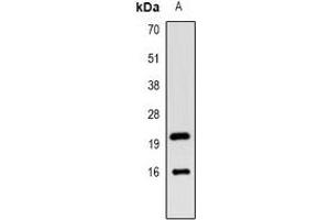 Western blot analysis of LC3B expression in mouse kidney (A) whole cell lysates.