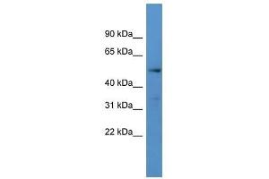 Western Blot showing CYP24A1 antibody used at a concentration of 1-2 ug/ml to detect its target protein. (CYP24A1 抗体  (C-Term))