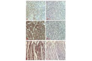 Immunohistochemical staining of human tissue using anti-FGF-21 (human), pAb  at 1:5000 dilution. (FGF21 抗体)
