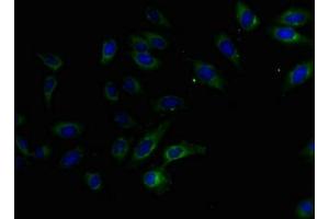 Immunofluorescent analysis of Hela cells using ABIN7165478 at dilution of 1:100 and Alexa Fluor 488-congugated AffiniPure Goat Anti-Rabbit IgG(H+L) (FAM234B 抗体  (AA 401-622))