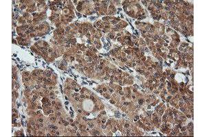 Image no. 2 for anti-Kallikrein 8 (KLK8) antibody (ABIN1498969) (Kallikrein 8 抗体)