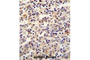 IGF2BP2 antibody(C-term) immunohistochemistry analysis in formalin fixed and paraffin embedded human spleen tissue followed by peroxidase conjugation of the secondary antibody and DAB staining. (IGF2BP2 抗体  (C-Term))