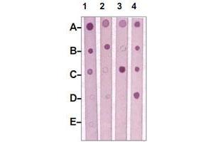 Dot Blot : 1 ug peptide was blot onto NC membrane. (MST1R 抗体  (pTyr1238, pTyr1239))
