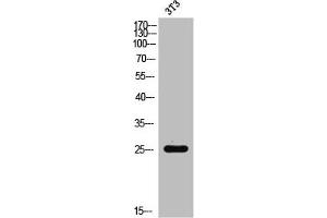 Western Blot analysis of 3T3 cells using Rac1/2/3/CDC42 Polyclonal Antibody (RAC1 抗体  (Ser71))