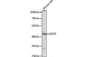 Western blot analysis of extracts of Mouse eye using GCAT Polyclonal Antibody at dilution of 1:1000. (GCAT 抗体)