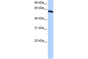 Western Blotting (WB) image for anti-Thyroid Hormone Receptor Interactor 6 (TRIP6) antibody (ABIN2463435) (TRIP6 抗体)