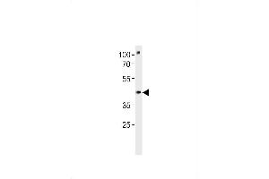 DANRE pou3f3a Antibody (C-term) Azb10007b western blot analysis in zebra fish brain tissue lysates (35 μg/lane). (POU3F3 抗体  (C-Term))