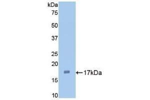 Detection of Recombinant IL1a, Rabbit using Polyclonal Antibody to Interleukin 1 Alpha (IL1a) (IL1A 抗体  (AA 132-267))