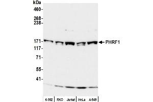 Western Blotting (WB) image for anti-PHD and Ring Finger Domains 1 (PHRF1) (AA 1400-1450) antibody (ABIN7451957) (PHRF1 抗体  (AA 1400-1450))