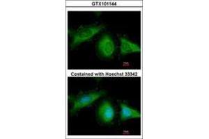 Image no. 1 for anti-Heat Shock 70kDa Protein 8 (HSPA8) (AA 520-645) antibody (ABIN467425)