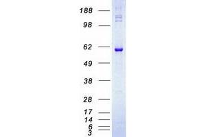 Validation with Western Blot (RIPK2 Protein (Myc-DYKDDDDK Tag))