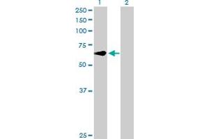 Western Blot analysis of CREB5 expression in transfected 293T cell line by CREB5 MaxPab polyclonal antibody. (CREB5 抗体  (AA 1-508))