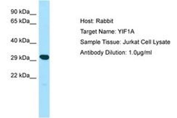 YIF1A 抗体  (AA 25-74)