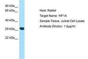 Image no. 1 for anti-Yip1 Interacting Factor Homolog A (YIF1A) (AA 25-74) antibody (ABIN6750082) (YIF1A 抗体  (AA 25-74))