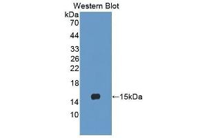 Western Blotting (WB) image for anti-Lymphocyte Antigen 96 (LY96) (AA 19-130) antibody (ABIN3202886) (LY96 抗体  (AA 19-130))