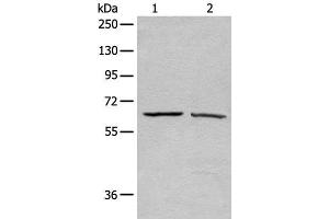 Western blot analysis of A431 and Hela cell lysates using ATAD3A Polyclonal Antibody at dilution of 1:500