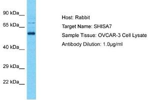Host: Rabbit Target Name: SHISA7 Sample Tissue: Human OVCAR-3 Whole Cell Antibody Dilution: 1ug/ml (SHISA7 抗体  (Middle Region))