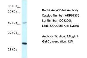 Western Blotting (WB) image for anti-Natural Killer Cell Receptor 2B4 (CD244) (C-Term) antibody (ABIN2788782) (2B4 抗体  (C-Term))