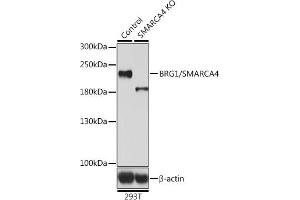 Western blot analysis of extracts from normal (control) and BRG1/BRG1/SM knockout (KO) 293T cells, using BRG1/BRG1/SM antibody (ABIN6133730, ABIN6148100, ABIN6148101 and ABIN7101348) at 1:500 dilution. (SMARCA4 抗体  (AA 30-130))