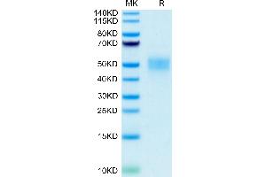 Human Fc gamma RIIIB/CD16b on Tris-Bis PAGE under reduced condition. (FCGR3B Protein (AA 17-200) (His-Avi Tag))