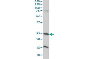 Western Blotting (WB) image for anti-Mitochondrial Ribosome Recycling Factor (MRRF) (AA 163-262) antibody (ABIN566662)