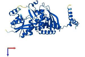 ASS1 Protein (AA 1-412) (His tag)