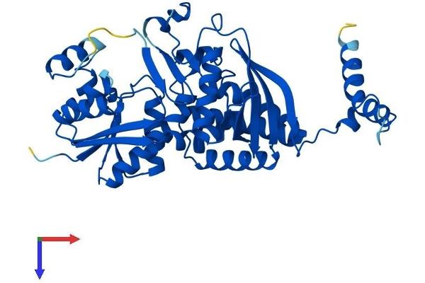 ASS1 Protein (AA 1-412) (His tag)
