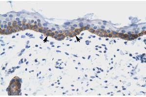 Immunohistochemistry (IHC) image for anti-Nudix (Nucleoside Diphosphate Linked Moiety X)-Type Motif 9 (NUDT9) (C-Term) antibody (ABIN2776344)