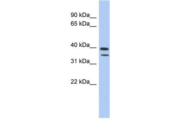 C4ORF23 抗体  (N-Term)