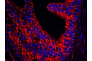 anti-Septin 9 (SEPT9) (AA 536-586) antibody