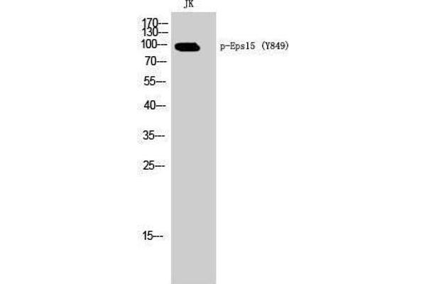EPS15 antibody  (pTyr849)