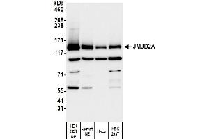 Western Blotting (WB) image for anti-Lysine (K)-Specific Demethylase 4A (KDM4A) (C-Term) antibody (ABIN7450380) (KDM4A 抗体  (C-Term))