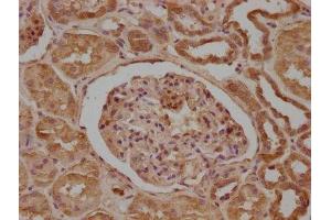 IHC image of ABIN7165849 diluted at 1:200 and staining in paraffin-embedded human kidney tissue performed on a Leica BondTM system. (NDRG1 抗体  (AA 136-394))