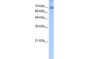 LNX1 antibody used at 1.