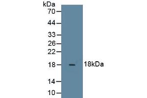 Detection of Recombinant RLN3, Rat using Monoclonal Antibody to Relaxin 3 (RLN3) (Relaxin 3 抗体  (AA 1-140))