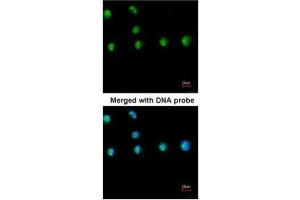 Immunofluorescence (IF) image for anti-Nuclear Receptor Subfamily 2, Group F, Member 1 (NR2F1) (N-Term) antibody (ABIN2855957)